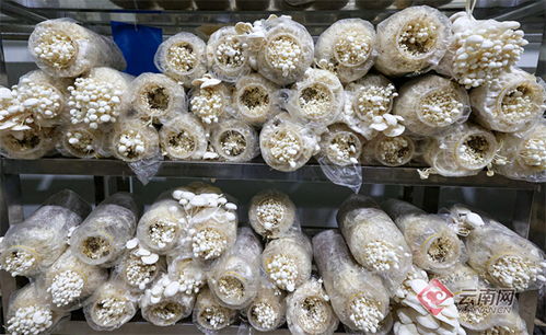 中菌白金針1號 云南自主知識產權金針菇新品種通過鑒定，助力食用菌菌種進出口發展