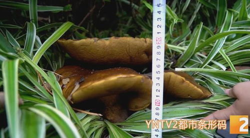花臺驚現15公斤巨型牛肝菌，食用菌菌種進出口迎來新機遇